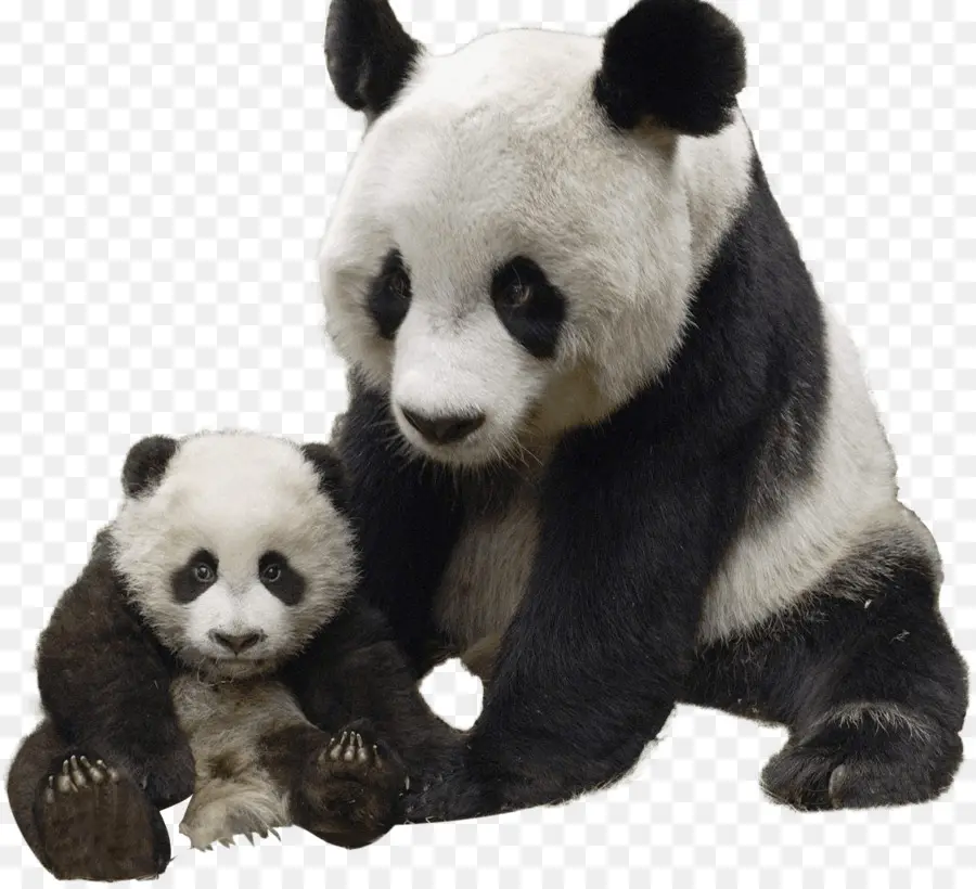 Mamma e cucciolo di panda