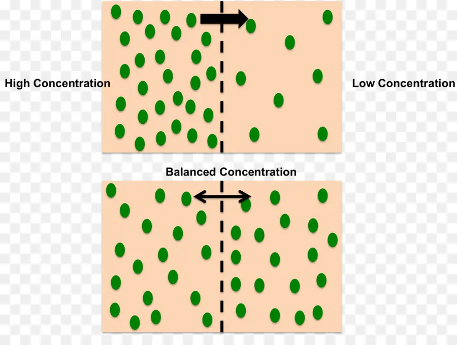 Diffusionsprozessdiagramm