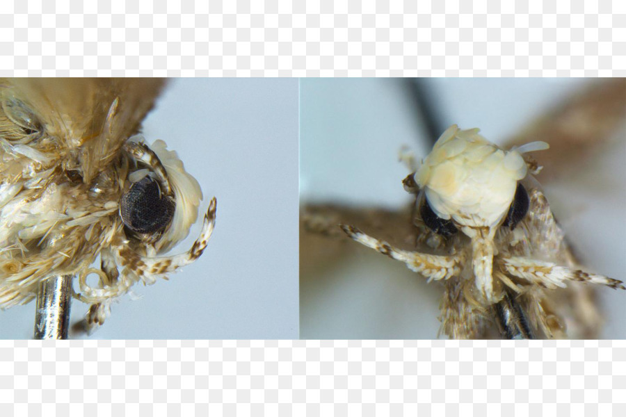 Neopalpa donaldtrumpi Presidente degli Stati Uniti Neopalpa neonata Omonimo