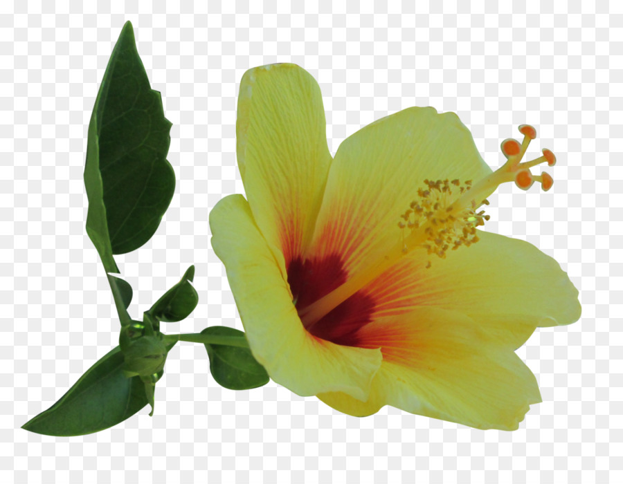 Hoa Hibiscus màu vàng sáng