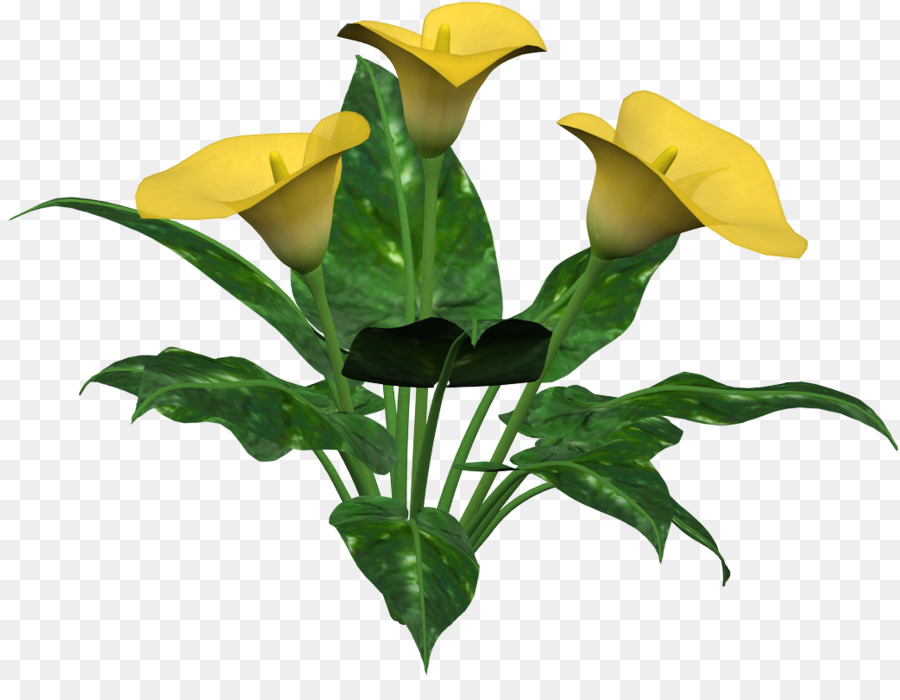 Eleganter Calla-Lilien-Blumenstrauß