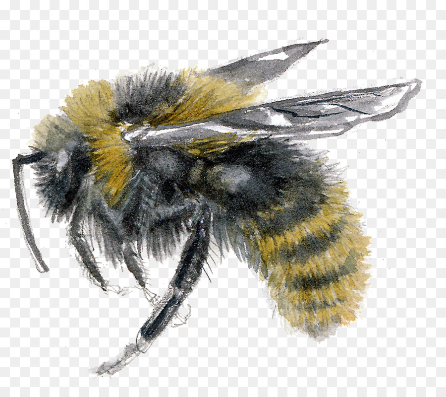 Detaillierte Bienenillustration