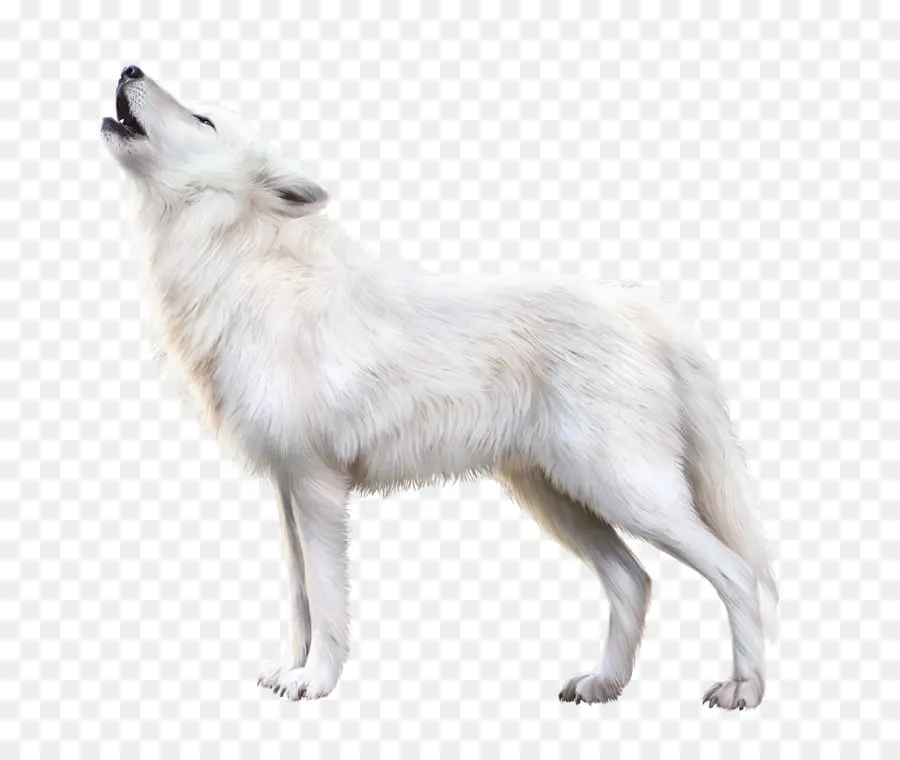 White Wolf Howling