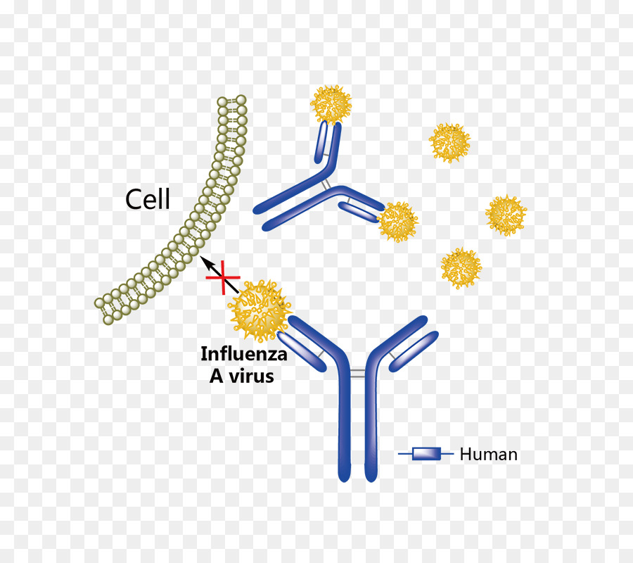 Adalimumab Tumor-Nekrose-Faktor alpha Tumor-Nekrose-Faktor-Superfamilie TNF-Hemmer Arzneimittel