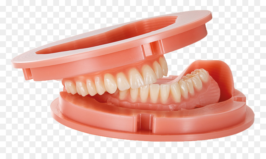 Modello dentale per la formazione