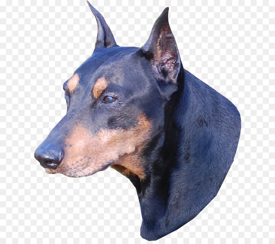 Dobermann Deutscher Pinscher Manchester Terrier Miniatur Pinscher englischer Spielzeug Terrier