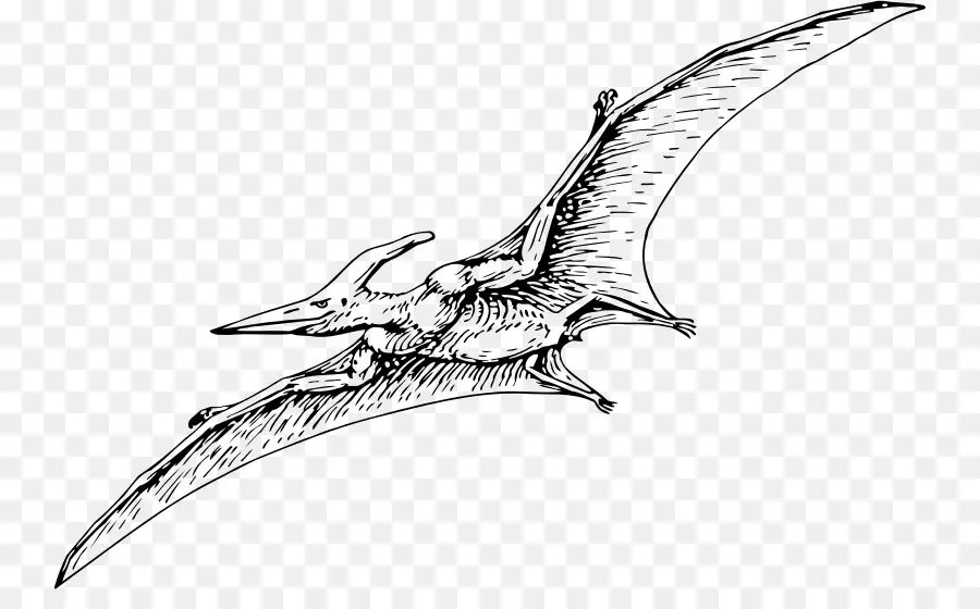 Pterodaktyl-Dinosaurier-Illustration