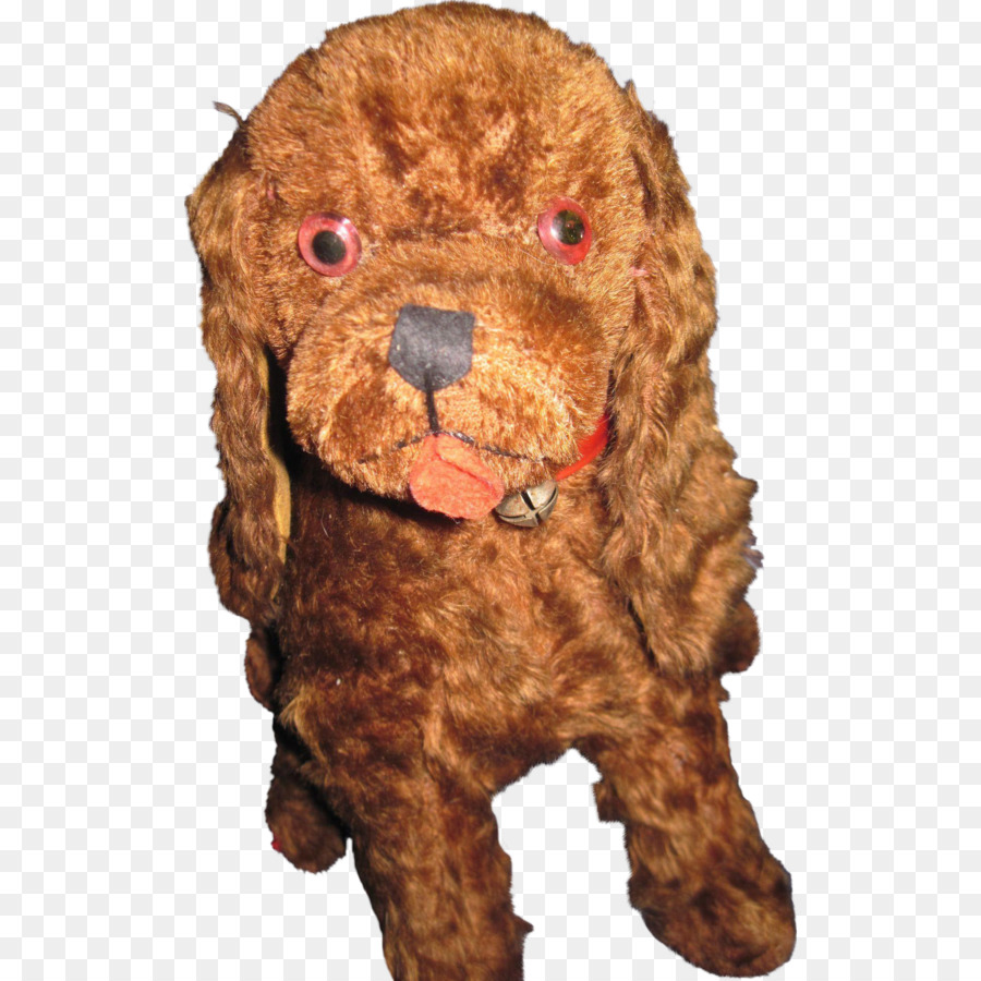 Barbone Barbone Barbone Toy Cockapoo Goldendoodle