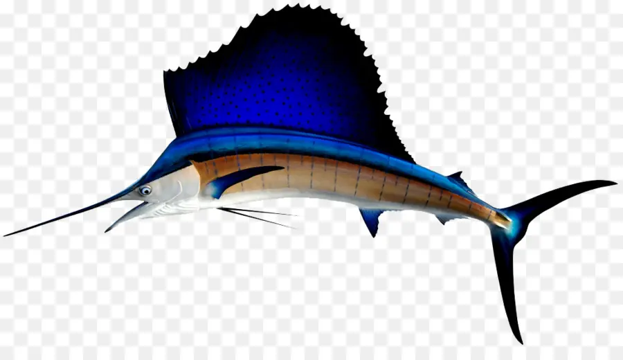 Illustrazione blu del pesce vela