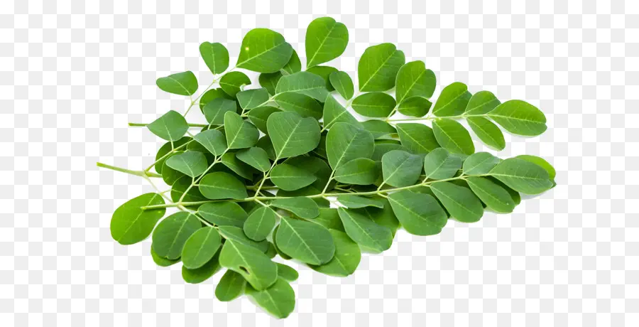 Lá moringa xanh tươi