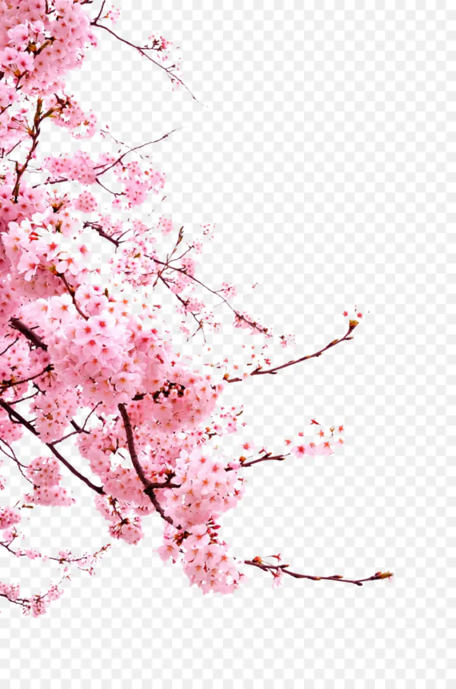 Cherry Blossom cành