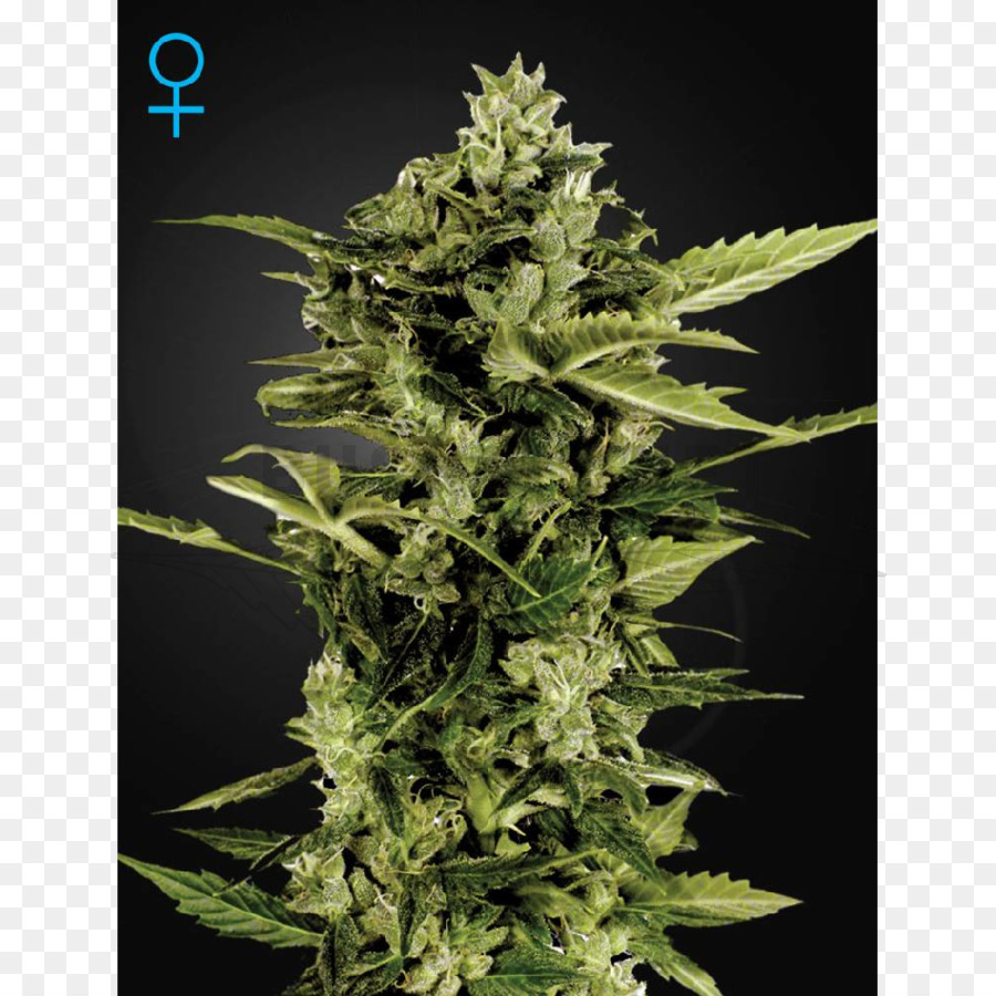 Autofiorenti cannabis Skunk Kush Serra