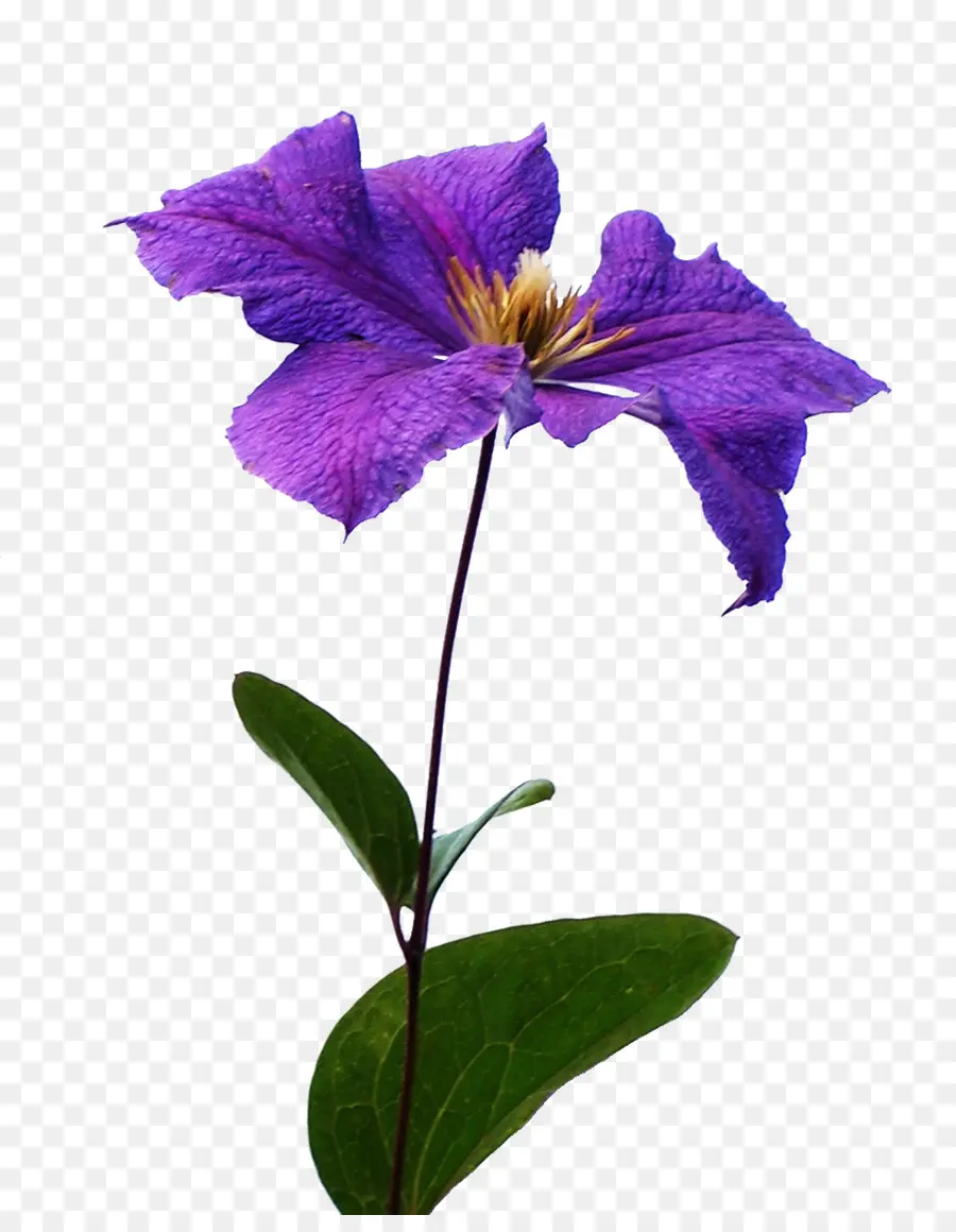 Fiore viola sul gambo con foglie