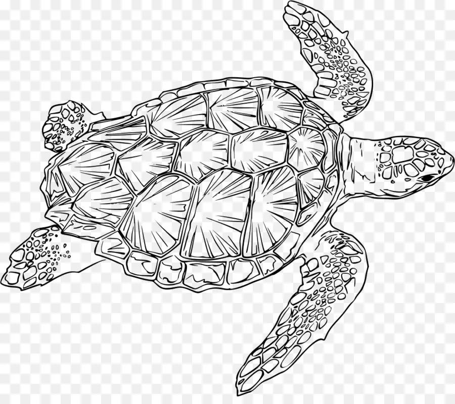 Schildkrötenillustration