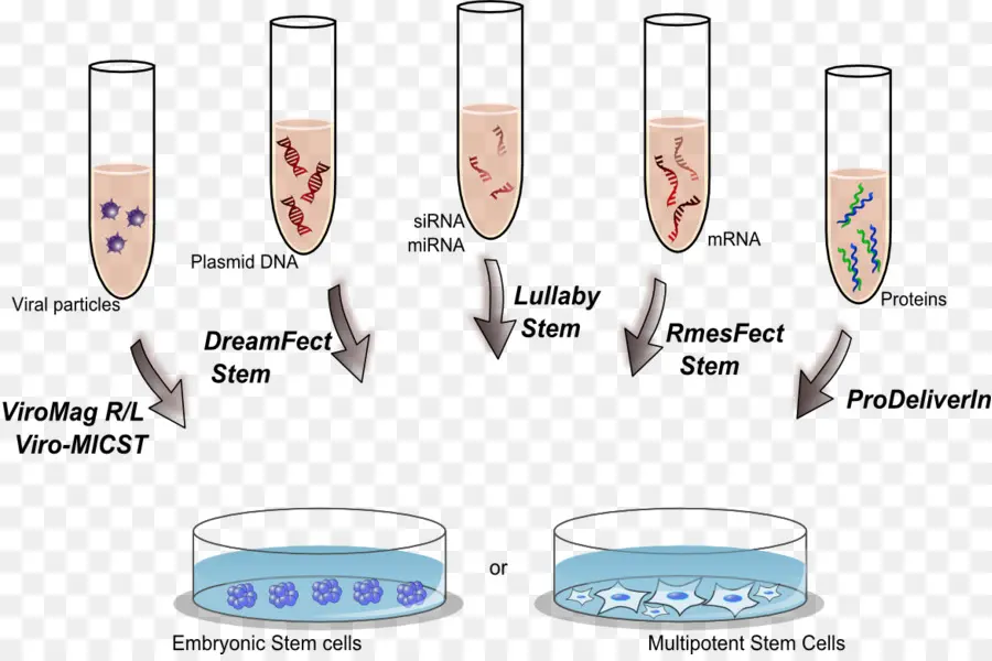 Esperimento di ricerca sulle cellule staminali in laboratorio