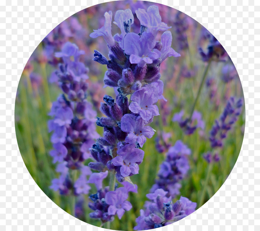 Lavender Flower