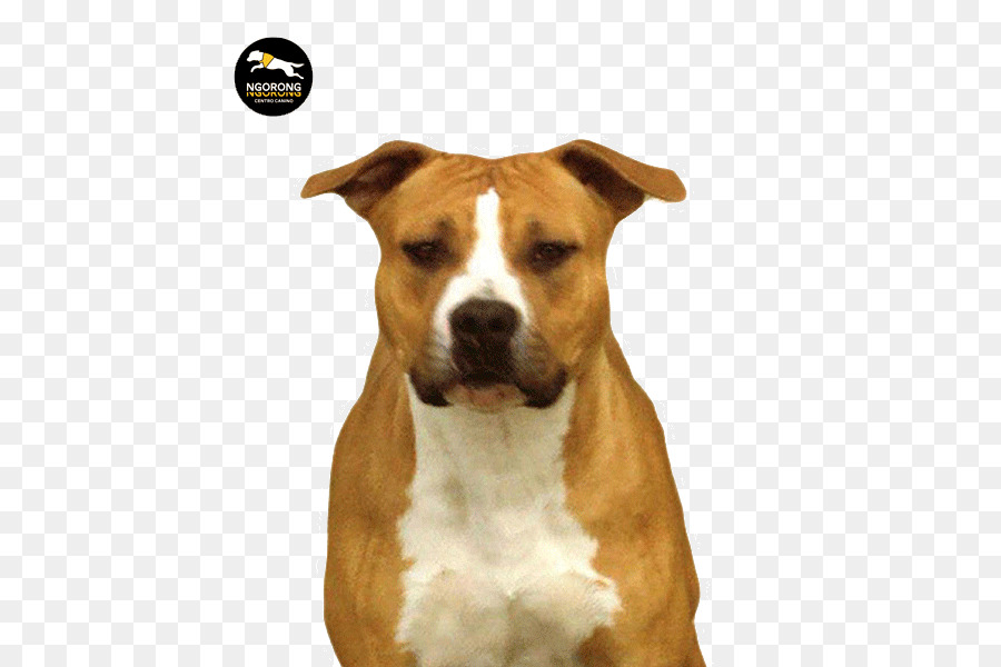 American Staffordshire Terrier American Pit Bull Terrier, Staffordshire Bull Terrier, Cane di razza