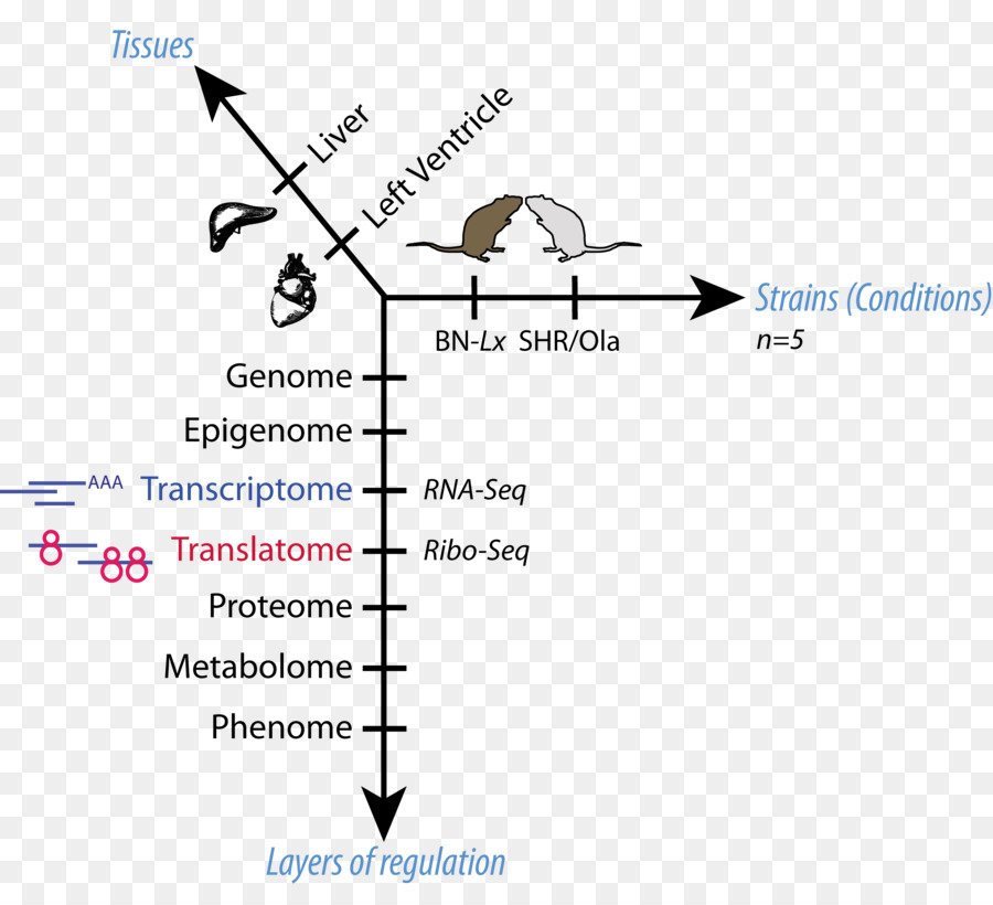 Delbrück trung Tâm Y học phân Tử trong liên Minh Nghiên cứu Quy định của biểu hiện gen di Truyền Tâm