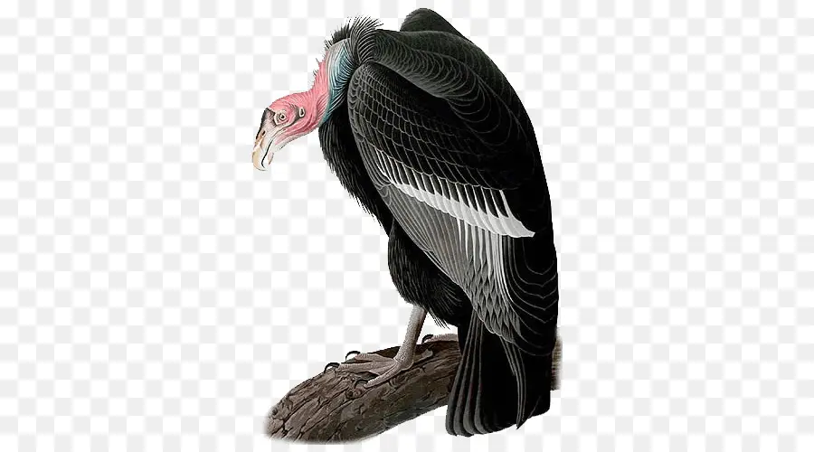 Condor nero appollaiato su un tronco