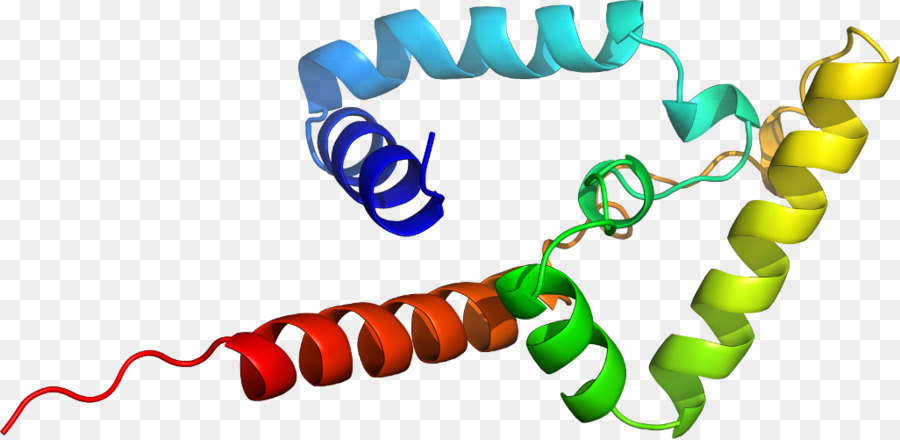 PARP1 Monili del Corpo di Poli (ADP-ribosio) polimerasi Linea di Clip art