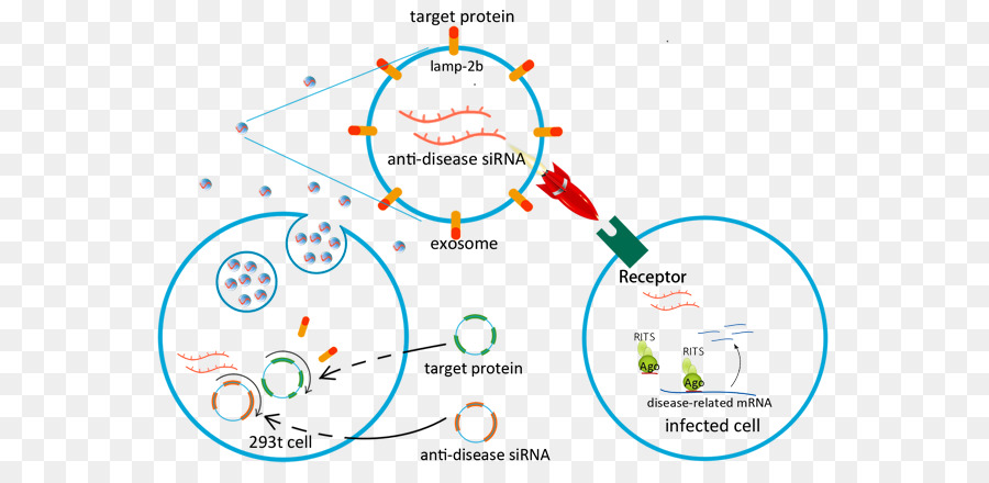 Exosome Virus Drug-delivery-Hepatitis-Infektion