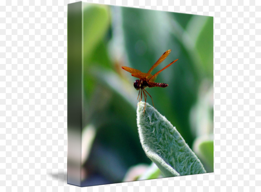 Libellula Damselflies Net-insetti alati Pterygota Insetto ala