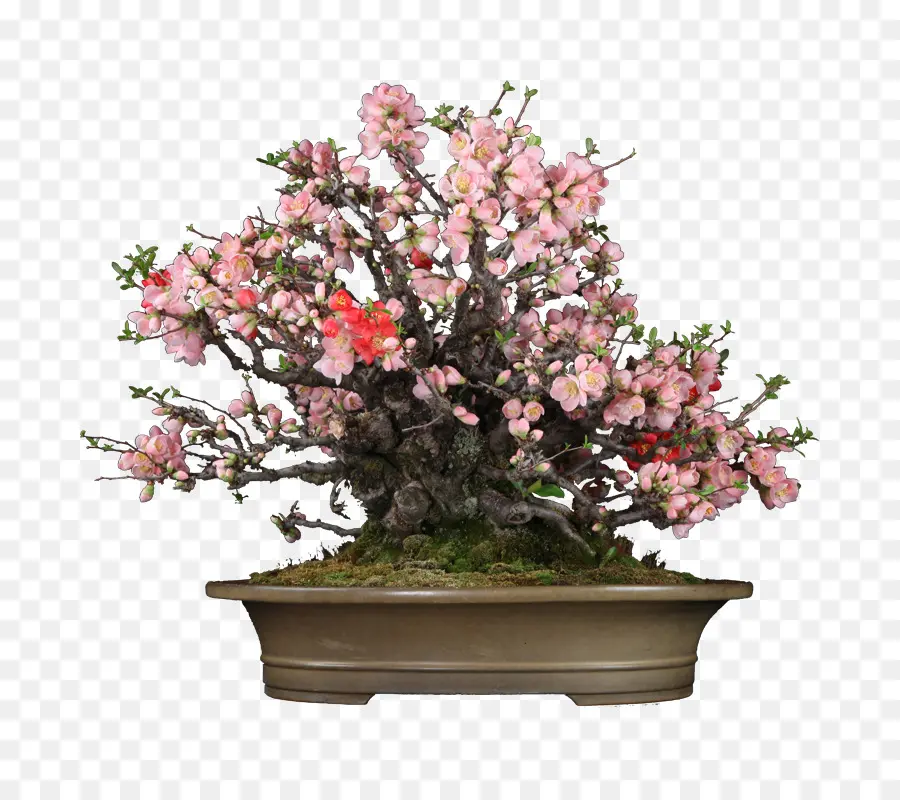 Wunderschöner blühender Bonsai-Baum