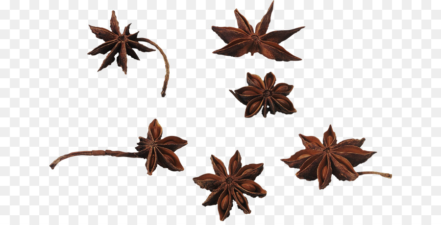 Sao Hậu Anise Brown Star