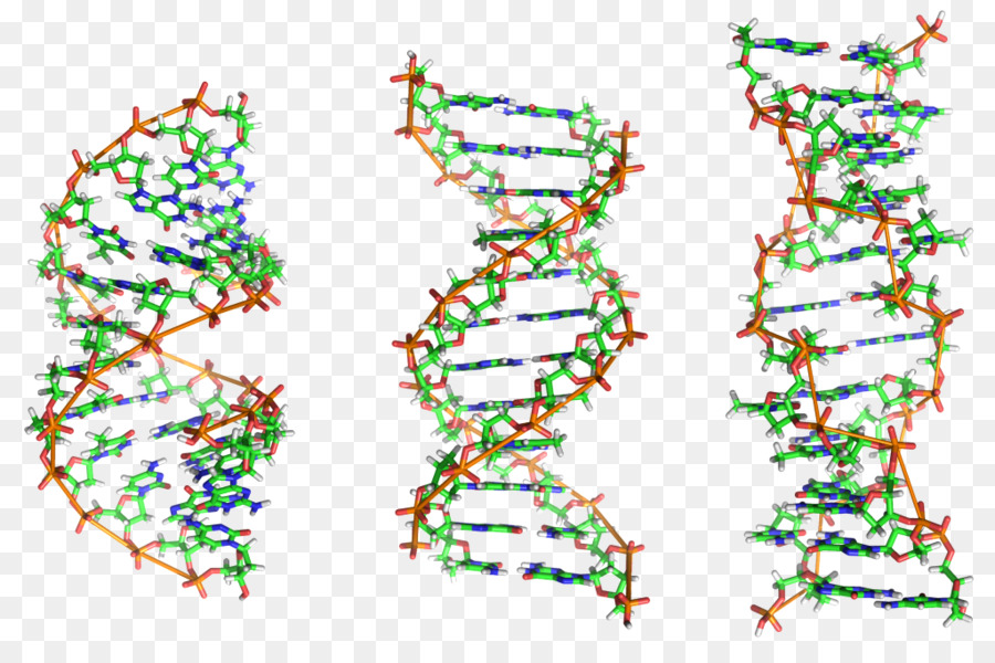 Struttura colorata del DNA