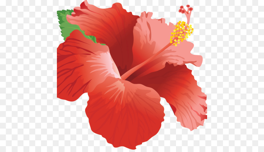 Hibiscus màu đỏ tuyệt đẹp với lá xanh