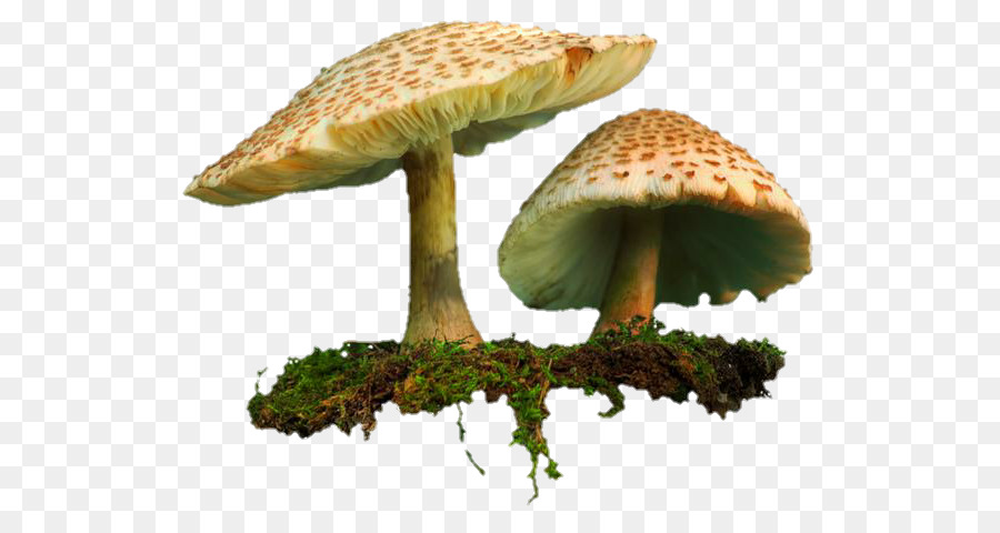 Shiitake gemeinsamer Pilz ClipArt