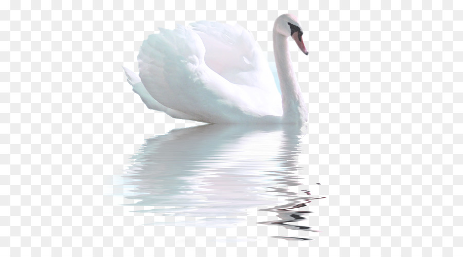 Eleganter Schwan auf dem Wasser