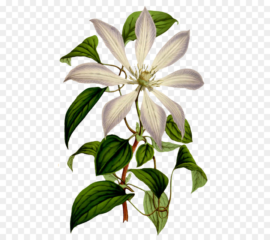 Illustrazione botanica del fiore bianco