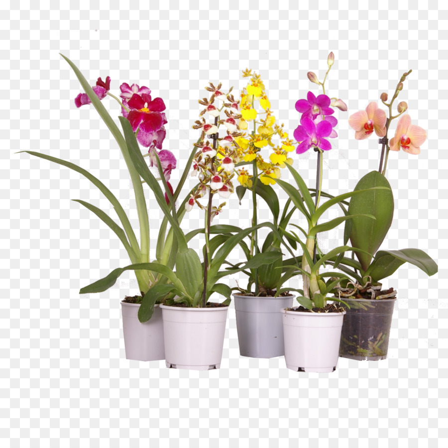 Orchideenpflanzen in Töpfen