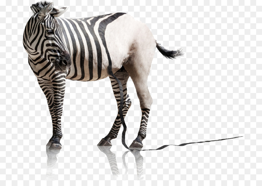 Zebra con strisce bianche e nere