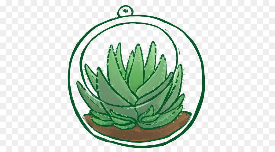 Aloe-Vera-Pflanze in einem Terrarium