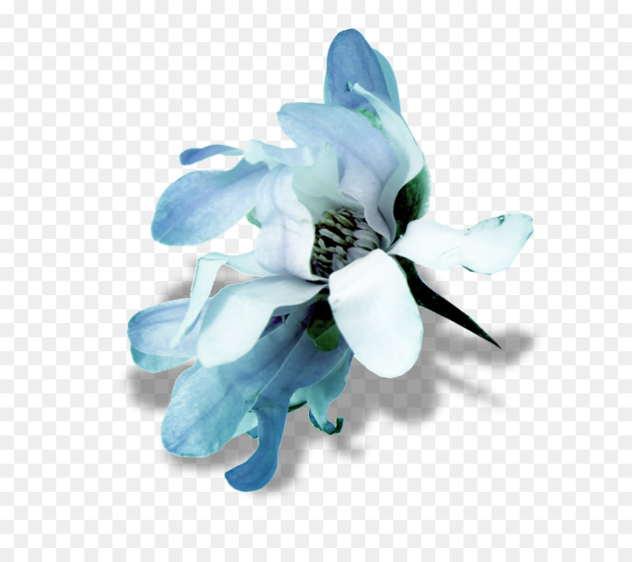 Blaue Orchideenblumen-Illustration