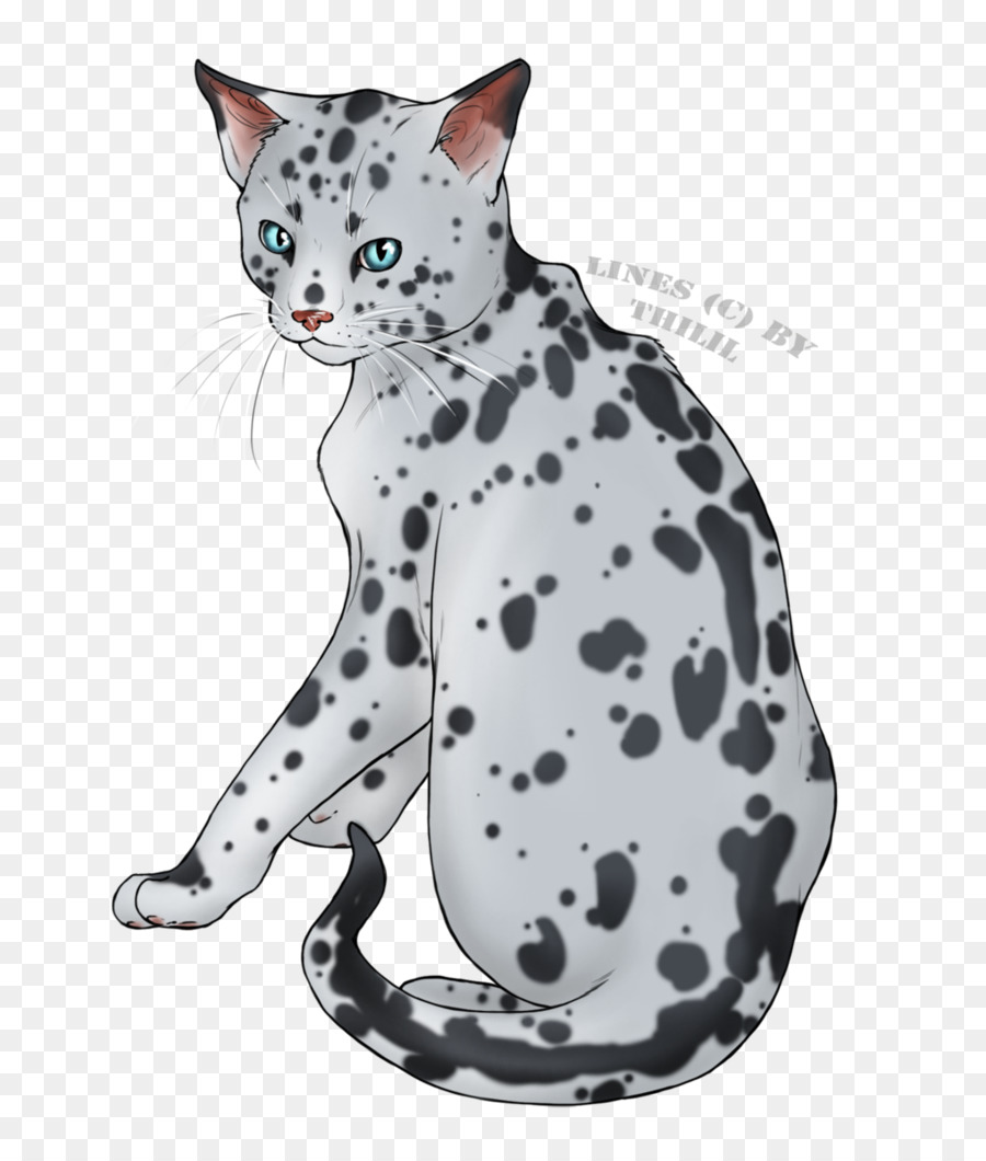 American Shorthair California spangled Ocicat Mau Egiziano Baffi