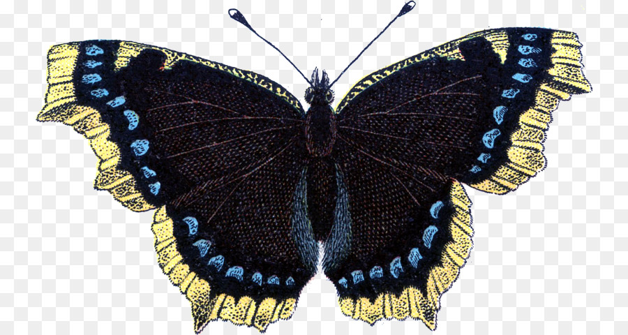 Schöner schwarzer Schmetterling