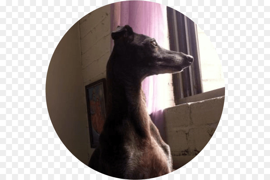 Ý chó Săn Whippet, giống Chó Mõm