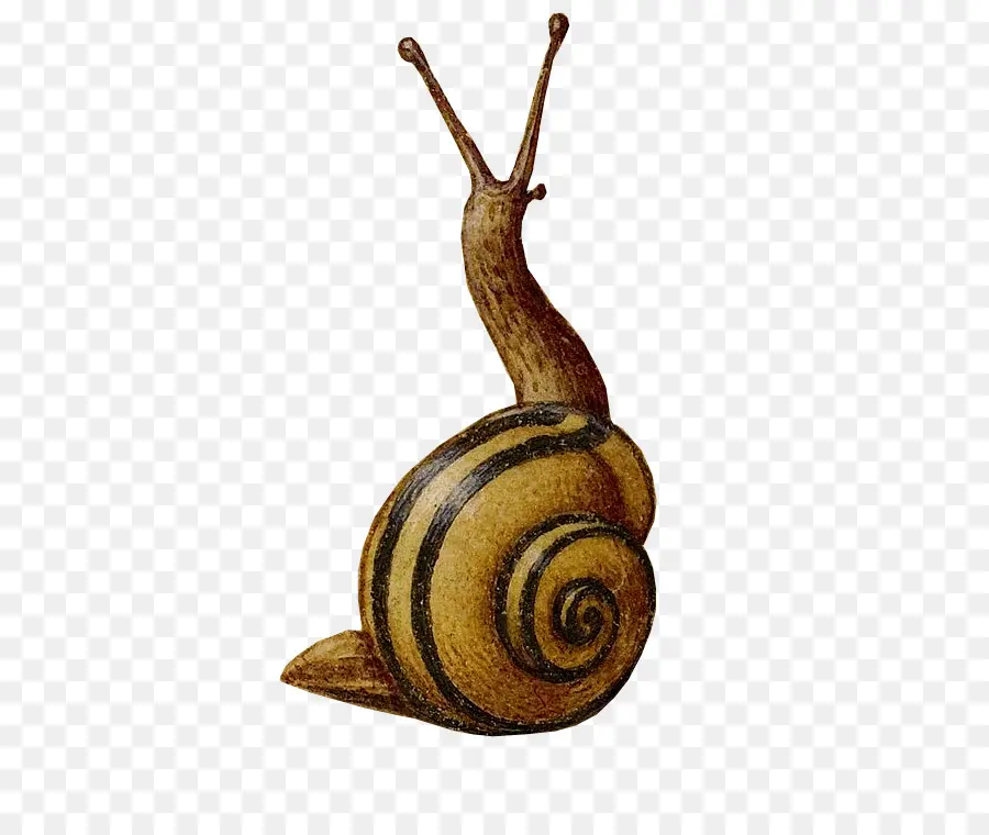 Snail with Spiral Shell