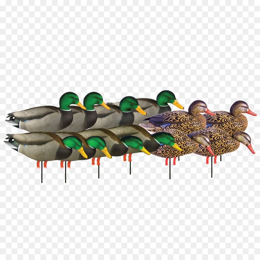 Stockenten-Ente-Jagd-Krickenten Schnabel