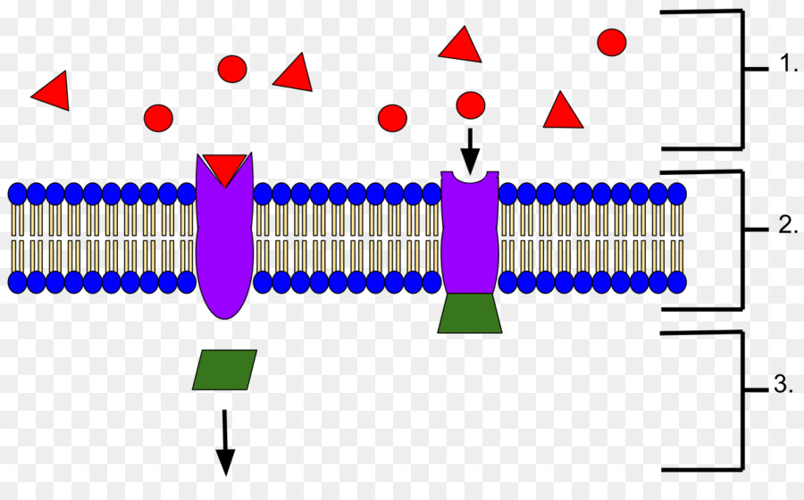 Rezeptor-Protein-Biochemie Ramachandran plot Signaltransduktion