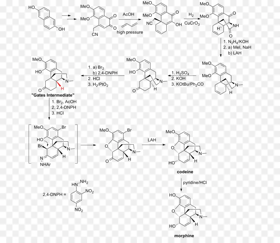 Cấu trúc hóa học của các phân tử cocaine