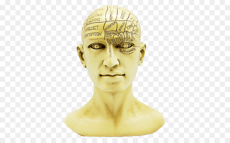 Phrenology Cranio Fronte Mascella