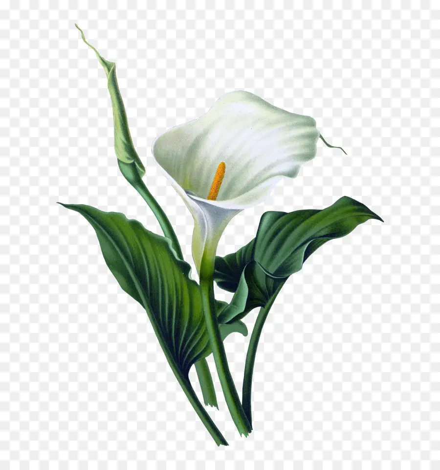 Elegant White Calla Lily with Green Leaves