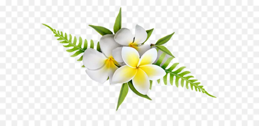 Wunderschöne Plumeria-Blumen