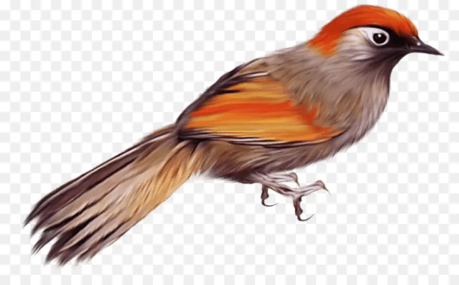 Illustration eines Vogels auf einem Ast