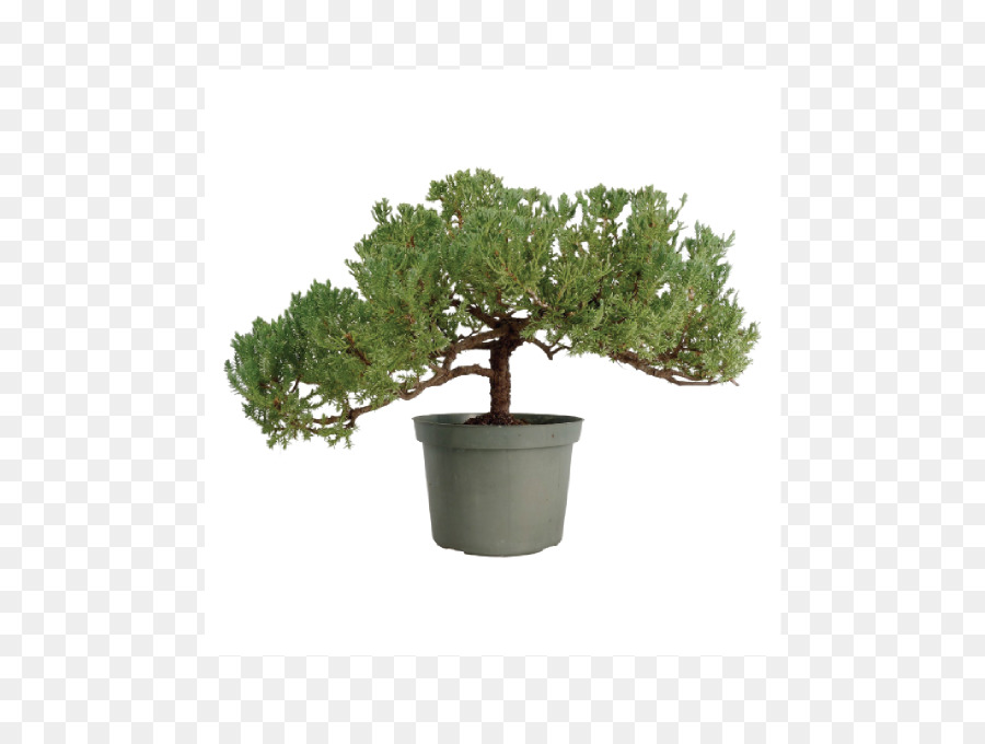 Cây bonsai thanh lịch trong nồi