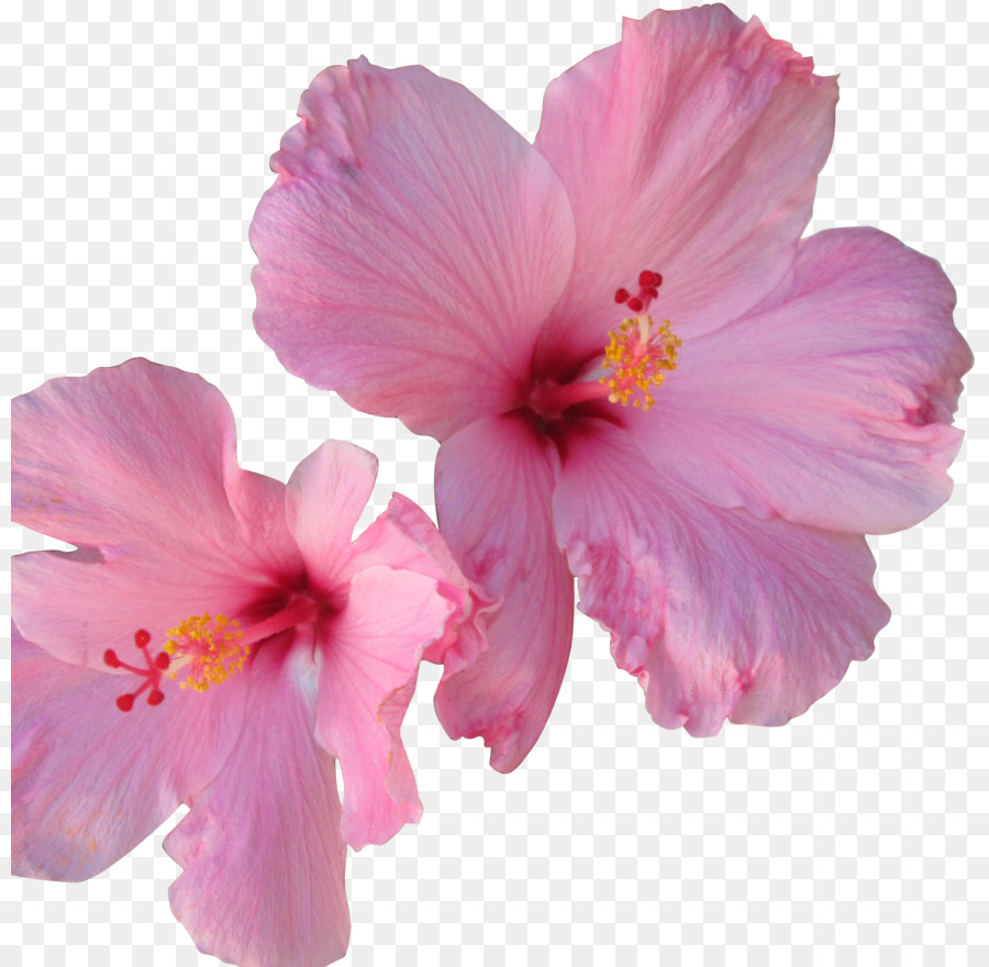 Hoa Hibiscus màu hồng